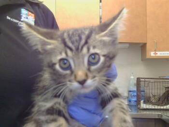 A929093 -  Domestic Short Hair Cat for Adoption in Sacramento, California - A929093 | PetCurious