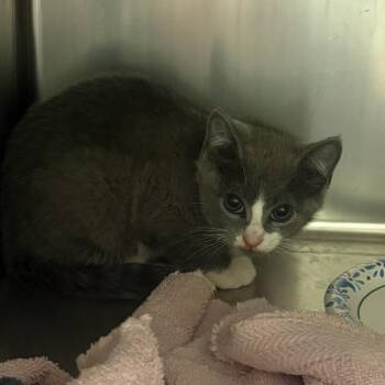 Domestic Short Hair Cats Available for Adoption in Charlottesville, Virginia - Meadow | PetCurious