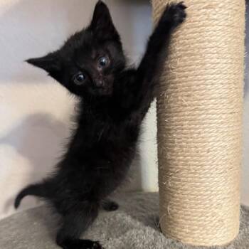 FWT Tex -  Domestic Medium Hair Cat for Adoption in Midland, Texas - FWT Tex | PetCurious