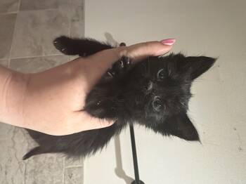 Wild Mouse -  Domestic Short Hair Cat for Adoption in Fruit Heights, Utah - Wild Mouse | PetCurious