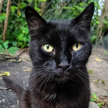Ed -  Domestic Short Hair Cat for Adoption in Philadelphia, Pennsylvania - Ed | PetCurious