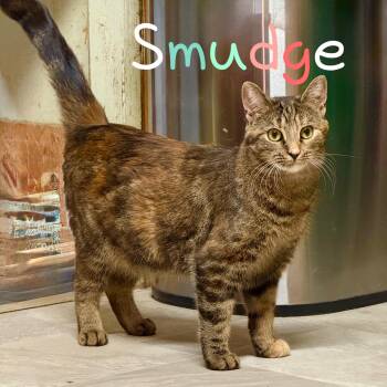 Domestic Short Hair Cats Available for Adoption in Little Falls, New York - Smudge | PetCurious