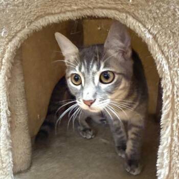 Hermione -  Domestic Short Hair Cat for Adoption in Hemet, California - Hermione | PetCurious