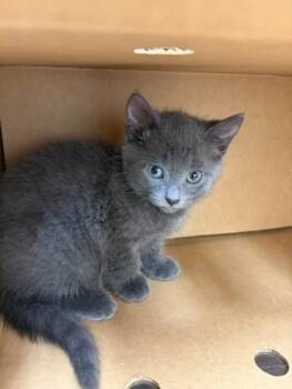 Starmie -  Domestic Short Hair Cat for Adoption in Westland, Michigan - Starmie | PetCurious