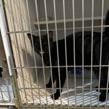 Domestic Short Hair Cats Available for Adoption - Sporty Spice | PetCurious