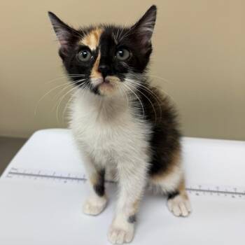 Posie -  Domestic Short Hair Cat for Adoption in Birmingham, Alabama - Posie | PetCurious