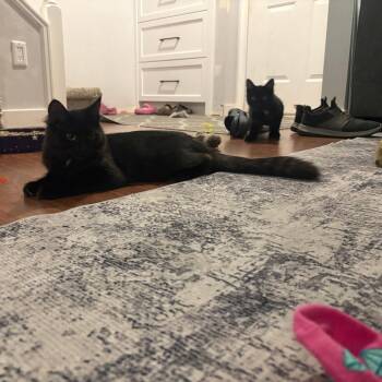 Hilda -  Domestic Medium Hair Cat for Adoption in Abbotsford, British Columbia - Hilda | PetCurious