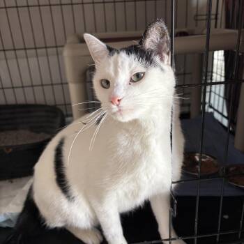 Domestic Short Hair Cats Available for Adoption - Captian | PetCurious