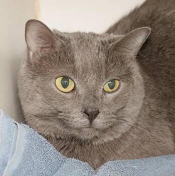 Domestic Short Hair Cats Available for Adoption in West Chester, Pennsylvania - Ratichia | PetCurious