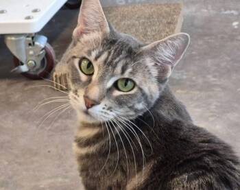 Tabby Cats Available for Adoption in Sultan, Washington - Kami | PetCurious