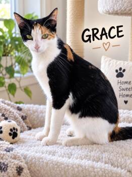 Grace -  Domestic Short Hair Cat for Adoption in Lucas, Texas - Grace | PetCurious