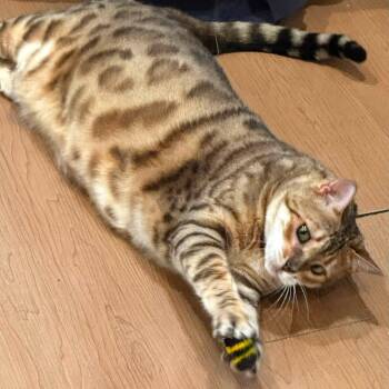 Autumn -  Bengal Cat for Adoption in Wells, Maine - Autumn | PetCurious