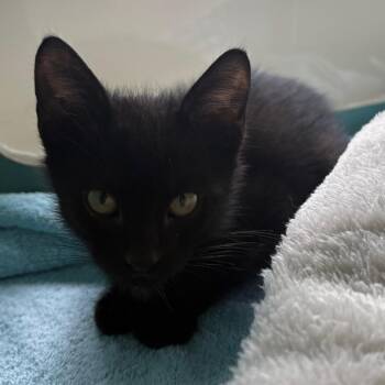 Cheddar -  Domestic Short Hair Cat for Adoption in Morristown, Vermont - Cheddar | PetCurious