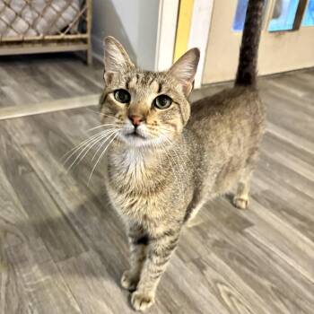 Momento -  Domestic Short Hair Cat for Adoption in Carencro, Louisiana - Momento | PetCurious