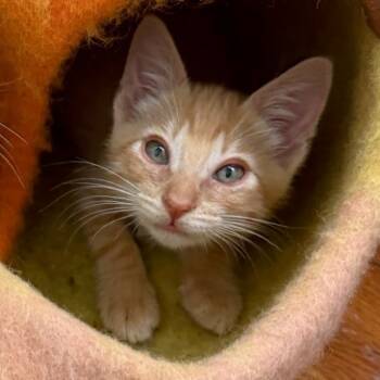 Rescue Domestic Short Hair Cats for Adoption in Costa Mesa, California - Gilbert | PetCurious