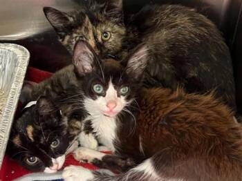 MARCY -  Domestic Short Hair Cat for Adoption in Tustin, California - MARCY | PetCurious