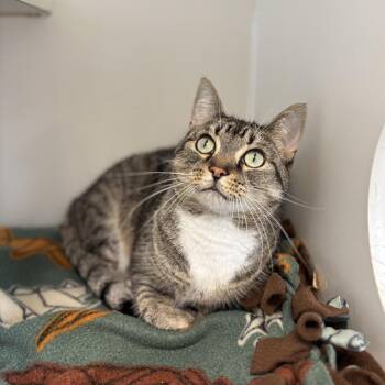 Pauline -  Domestic Short Hair Cat for Adoption in Fargo, North Dakota - Pauline | PetCurious