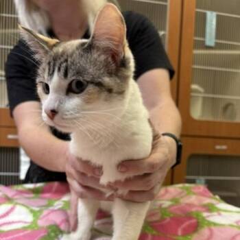 Kauai -  Domestic Short Hair Cat for Adoption in Murray, Utah - Kauai | PetCurious