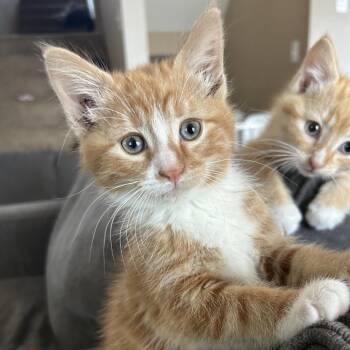 Domestic Medium Hair Cats Available for Adoption in Minnetonka, Minnesota - Squirtle C69603 | PetCurious