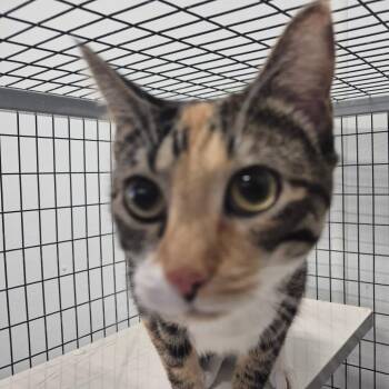 American Shorthair Cats Available for Adoption in Kingman, Kansas - Periwinkle | PetCurious