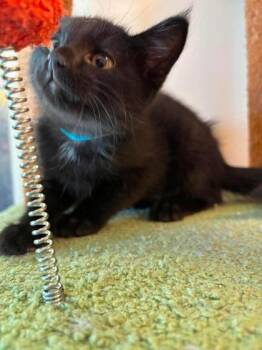 Sashimi -  Domestic Short Hair Cat for Adoption in Scottsbluff, Nebraska - Sashimi | PetCurious