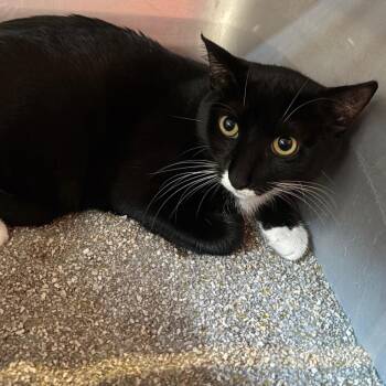 Domestic Short Hair Cats Available for Adoption - Henna | PetCurious