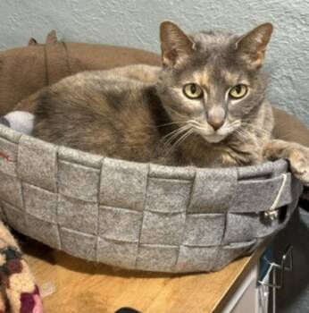 Moth (Courtesy Post) -  Domestic Short Hair Cat for Adoption in Avon, New York - Moth (Courtesy Post) | PetCurious