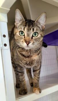 Macy -  Domestic Short Hair Cat Available for Adoption in Kirkland, Washington - Macy | PetCurious