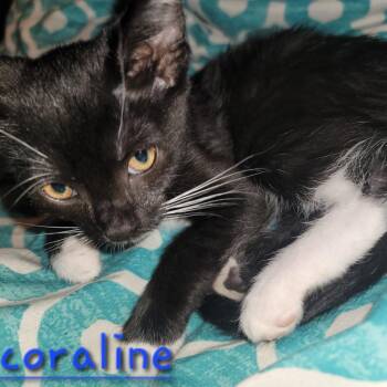 Domestic Short Hair Cats Available for Adoption in Granville, Ohio - Coraline | PetCurious