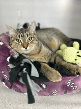 Rescue Domestic Short Hair Cats for Adoption in Montgomery, New Jersey - Apis | PetCurious