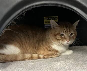 DINO -  Domestic Short Hair Cat for Adoption in Dallas, Texas - DINO | PetCurious