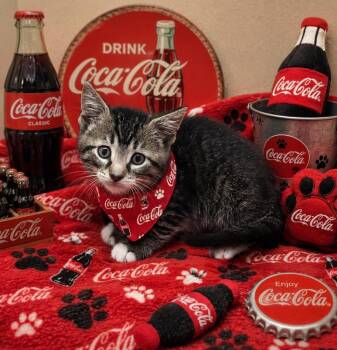 Coca Cola -  Domestic Short Hair Cat for Adoption in Washington Court House, Ohio - Coca Cola | PetCurious