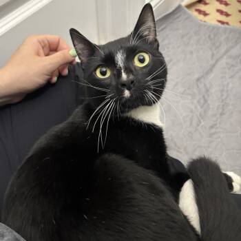 Gentoo -  Domestic Short Hair Cat for Adoption in Philadelphia, Pennsylvania - Gentoo | PetCurious