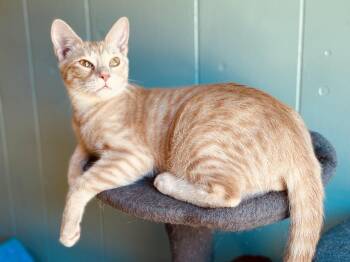 Cullen B. (REFRESH PAGE TO SEE DETAILS) -  Tabby and Domestic Short Hair Cat for Adoption in Lucedale, Mississippi - Cullen B. (REFRESH PAGE TO SEE DETAILS) | PetCurious