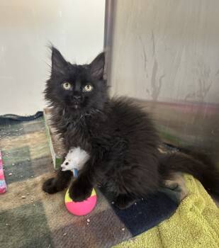 Rescue Domestic Long Hair Cats for Adoption in Santa Rosa, California - Webster | PetCurious