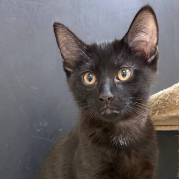Felicia -  Domestic Short Hair and Domestic Medium Hair Cat for Adoption in Naperville, Illinois - Felicia | PetCurious