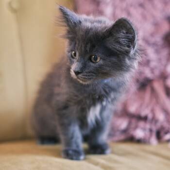 Rescue Domestic Long Hair Cats for Adoption in Morgan Hill, California - Churro | PetCurious