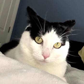 Domestic Short Hair Cats Available for Adoption - Betty Boop | PetCurious