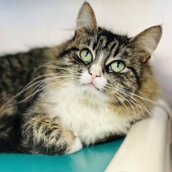 Domestic Medium Hair Cats Available for Adoption in Stafford Township, New Jersey - Farah  | PetCurious