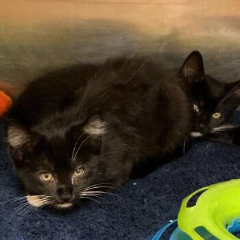 Ella -  Domestic Short Hair Cat for Adoption in Waynesburg, Pennsylvania - Ella | PetCurious