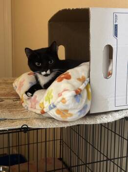 Brigid -  Tuxedo and Domestic Short Hair Cat for Adoption in Phoenix, Arizona - Brigid | PetCurious
