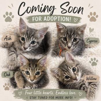 Tabby Cats Available for Adoption in Laurel, Maryland - Coming Soon!  Ash, Oak, Cypress, & Willow | PetCurious