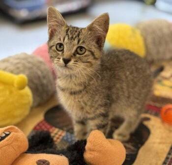 Bic -  Domestic Short Hair Cat Available for Adoption in Midland, Virginia - Bic | PetCurious