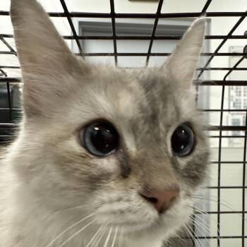 Domestic Short Hair Cats Available for Adoption in Las Cruces, New Mexico - Spirit | PetCurious