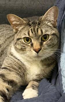Domestic Short Hair Cats Available for Adoption in Leesburg, Virginia - Harper (F) And Bohmer (M) | PetCurious