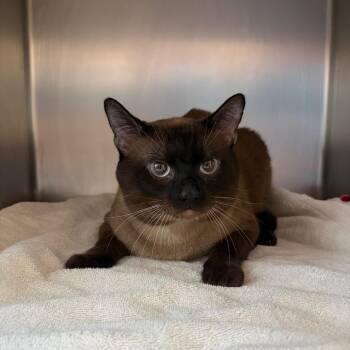 Klaus -  Siamese Cat for Adoption in Council Bluffs, Iowa - Klaus | PetCurious
