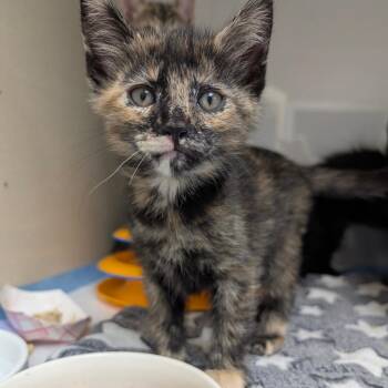 Domestic Medium Hair Cats Available for Adoption in Sunnyvale, California - Nova | PetCurious