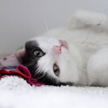 Cassanova -  Domestic Short Hair Cat for Adoption in Cumming, Georgia - Cassanova | PetCurious