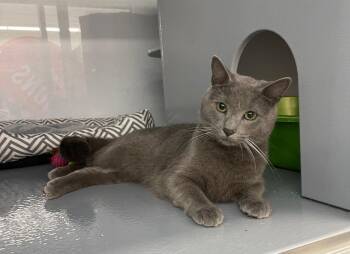 Cirus -  Domestic Short Hair Cat for Adoption in Spring Brook, New York - Cirus | PetCurious