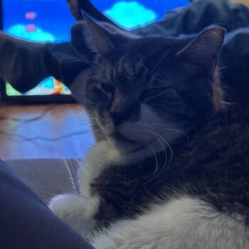 Mr.Kitty - Bonded with Jinx! -  Domestic Short Hair and Mixed Breed Cat for Adoption in Bristol, Indiana - Mr.Kitty - Bonded With Jinx! | PetCurious